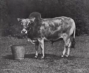 Bos indicus Gallery: Dwarf Zebu bull, Gambier Bolton