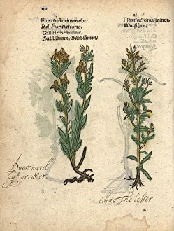 Dyer's weed or German greenweed, Genista germanica Dyer's weed or German greenweed, Genista germanica