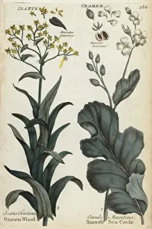 Botanical Illustrations Online Prints: Dyers woad, Isatis tinctoria, and sea kale