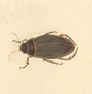 Dytiscus marginalis, great diving beetle (female) Dytiscus marginalis, great diving beetle (female)