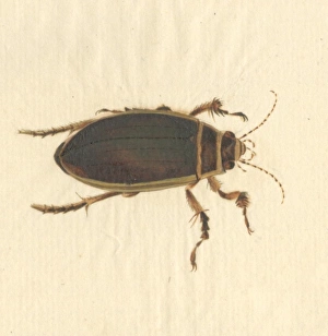 Dytiscus marginalis, great diving beetle (male) Dytiscus marginalis, great diving beetle (male)