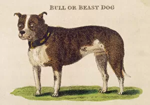 Early Type Bull Dogs