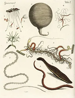 Earthworm, leech, polypes and tapeworms Earthworm, leech, polypes and tapeworms