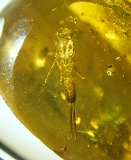 Earwig skin in Baltic amber Earwig skin in Baltic amber