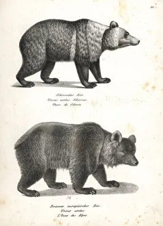 East Siberian brown bear and brown bear East Siberian brown bear and brown bear