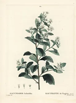 Eastern baccharis, Baccharis halimifolia Eastern baccharis, Baccharis halimifolia