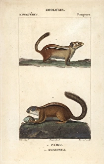 Eastern chipmunk, Tamias striatus, and tree Eastern chipmunk, Tamias striatus, and tree