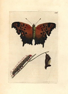 Eastern comma butterfly, Polygonia comma Eastern comma butterfly, Polygonia comma