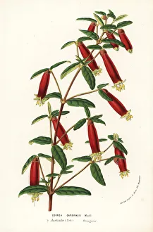 Eastern correa, Correa reflexa var. cardinalis Eastern correa, Correa reflexa var. cardinalis