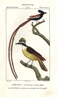 Eastern kingbird, Tyrannus tyrannus, and Asian Eastern kingbird, Tyrannus tyrannus, and Asian