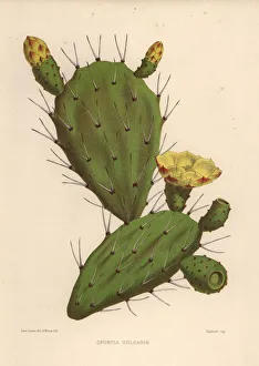 Eastern prickly pear, Opuntia ficus-indica Eastern prickly pear, Opuntia ficus-indica