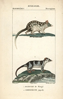 Eastern quoll, Dasyurus viverrinus, and water Eastern quoll, Dasyurus viverrinus, and water