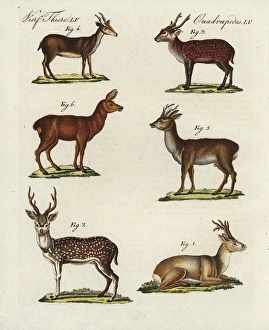 Eastern roe deer, spotted deer, hog deer, Muntjac Eastern roe deer, spotted deer, hog deer, Muntjac