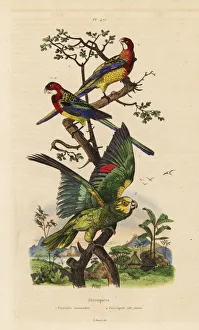 Fries Gallery: Eastern rosella and yellow-crowned amazon