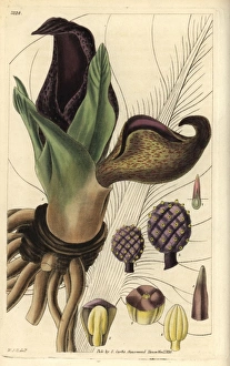 Eastern skunk cabbage or skunk weed, Symplocarpus foetidus Eastern skunk cabbage or skunk weed, Symplocarpus foetidus