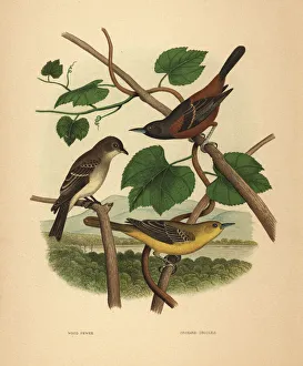 Eastern wood pewee and orchard orioles Eastern wood pewee and orchard orioles