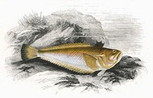 Echiichthys vipera, or Lesser Weever Echiichthys vipera, or Lesser Weever