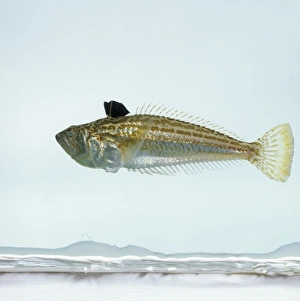 Echiichthys vipera, lesser weever fish Echiichthys vipera, lesser weever fish