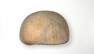 Echinocorys scutata Leske, fairy loaf echinoid Echinocorys scutata Leske, fairy loaf echinoid