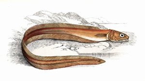 Echiodon dentatus, or Drummonds Echiodon Echiodon dentatus, or Drummonds Echiodon