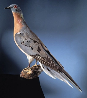 Ectopistes migratoria, passenger pigeon Ectopistes migratoria, passenger pigeon