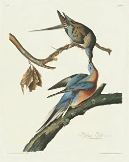 Ectopistes migratorius, passenger pigeon Ectopistes migratorius, passenger pigeon