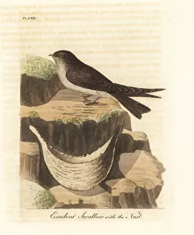 Birds Nest Gallery: Edible-nest swiftlet, Aerodramus fuciphagus