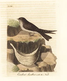 Edible-nest swiftlet, Aerodramus fuciphagus Edible-nest swiftlet, Aerodramus fuciphagus
