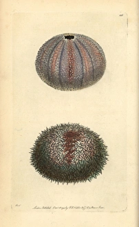 Edible sea urchin, Echinus esculentus Edible sea urchin, Echinus esculentus