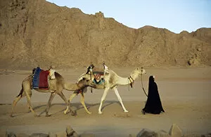 Hurghada Collection: Egypt - Bedouin woman returns home with camels