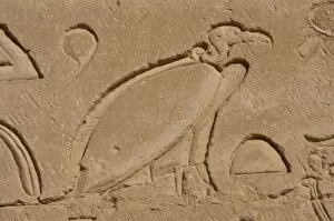Images Dated 2nd December 2003: Egypt. Edfu. Temple of Horus. Vulture. Relief