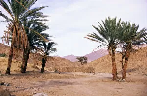 Hurghada Collection: Egypt - Palm trees near ancient water-well
