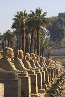 Luxor Gallery: EGYPT. TEMPLE OF LUXOR. Sphinxes Avenue. New Kingdom. Ancie