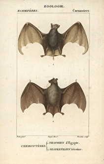 Egyptian tomb bat, Taphozous perforatus Egyptian tomb bat, Taphozous perforatus