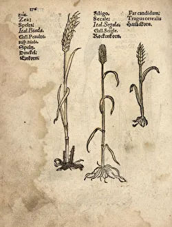 Einkorn wheat, Triticum monococcum, rye, Secale Einkorn wheat, Triticum monococcum, rye, Secale