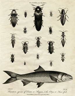 Elater (Click Beetle) and Elops Saurus Elater (Click Beetle) and Elops Saurus