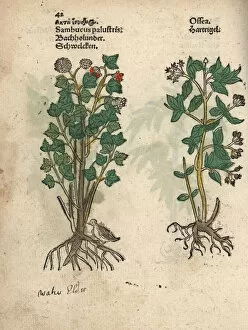 Krauterbuch Gallery: Elder tree, Sambucus palustris, and dogwood, Cornus species?