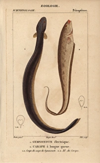 Electric eel, Electrophorus electricus, banded Electric eel, Electrophorus electricus, banded