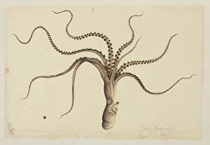 Images Dated 15th December 2008: Eledone cirrhosa, Curled Octopus