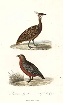 Elegant crested tinamou and rufous-bellied seedsnipe Elegant crested tinamou and rufous-bellied seedsnipe