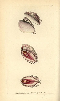 Elegant venus shell, Hysteroconcha dione Elegant venus shell, Hysteroconcha dione