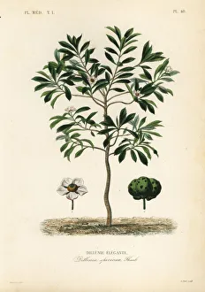 Elephant apple or chulta, Dillenia indica Elephant apple or chulta, Dillenia indica