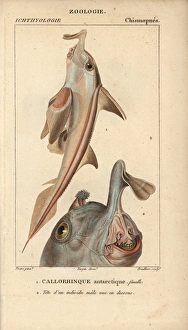 Elephant fish, Callorhinchus callorynchus Elephant fish, Callorhinchus callorynchus