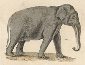 <b class=qtipBold><figcaption>Elephant/Indian C1930</figcaption></b><br>An Indian elephant.<br><em>© Mary Evans Picture Library</em> Elephant/Indian C1930