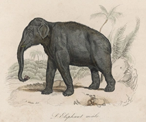 <b class=qtipBold><figcaption>Elephant/Indian Male 19C</figcaption></b><br>A male Indian elephant.<br><em>© Mary Evans Picture Library</em> Elephant/Indian Male 19C