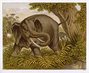 <b class=qtipBold><figcaption>Elephant (Kronheim)</figcaption></b><br>An Indian elephant in its natural habitat<br><em>© Mary Evans Picture Library</em> Elephant (Kronheim)