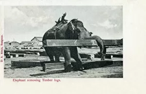 Plank Gallery: Elephant lifting wooden logs - Rangoon, Burma