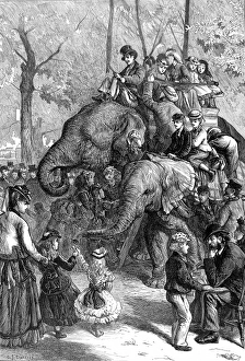 Elephant Rides at London Zoo, 1871 Elephant Rides at London Zoo, 1871