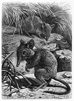<b class=qtipBold><figcaption>Elephant Shrew</figcaption></b><br>Macroscelides typicus. In most ways this cute creature is easily distinguished from the elephant, but it's true its nose is rather long...<br><em>© Mary Evans Picture Library</em> Elephant Shrew