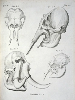 Elephant skulls Elephant skulls